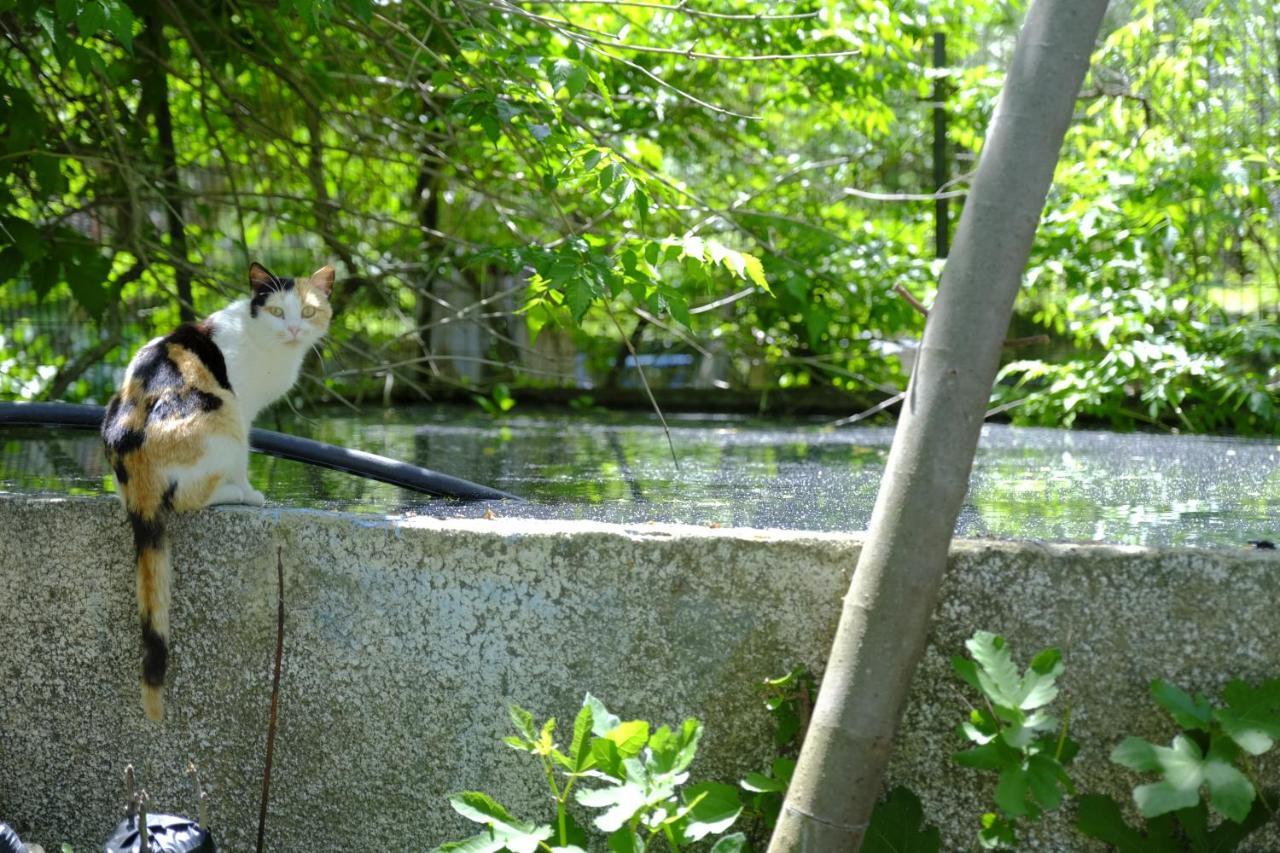 Alekas Studios テルマ エクステリア 写真